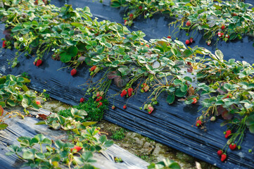 Strawberry fruits in growth in garden
