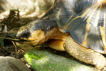 Naklejka premium Portrait of radiated tortoise,The radiated tortoise eating flower ,Tortoise sunbathe on ground with his protective shell ,cute animal ,Astrochelys radiata ,The radiatedtortoise from Madagascar