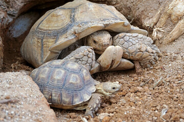 African Sulcata Tortoise Natural Habitat,Close up African spurred tortoise resting in the garden,...