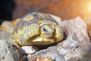 African Sulcata Tortoise Natural Habitat,Close up African spurred tortoise resting in the garden, Slow life ,Africa spurred tortoise sunbathe on ground with his protective shell ,Beautiful Tortoise