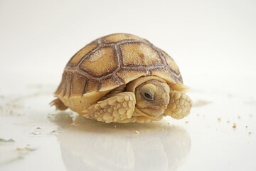 Africa spurred tortoise being born, Tortoise Hatching from Egg, Cute portrait of baby tortoise...