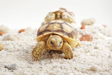 Africa spurred tortoise being born, Tortoise Hatching from Egg, Cute portrait of baby tortoise hatching, Birth of new life,Natural Habitat