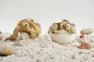 Africa spurred tortoise being born, Tortoise Hatching from Egg, Cute portrait of baby tortoise...