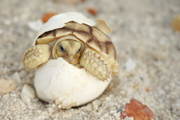 Africa spurred tortoise being born, Tortoise Hatching from Egg, Cute portrait of baby tortoise hatching, Birth of new life,Natural Habitat