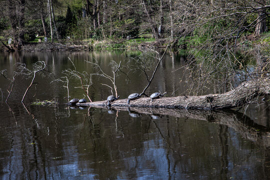 Turtles on a Branch at Ohlsdorf Cemetery