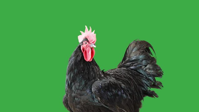 black rooster looks in different directions on a green screen