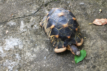 Portrait of radiated tortoise,The radiated tortoise eating flower ,Tortoise sunbathe on ground with his protective shell ,cute animal ,Astrochelys radiata ,The radiatedtortoise from Madagascar