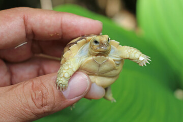 Africa spurred tortoise being born, Tortoise Hatching from Egg, Cute portrait of baby tortoise...