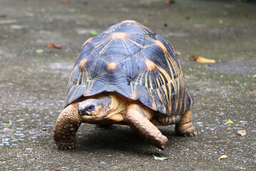 Portrait of radiated tortoise,The radiated tortoise eating flower ,Tortoise sunbathe on ground with his protective shell ,cute animal ,Astrochelys radiata ,The radiatedtortoise from Madagascar