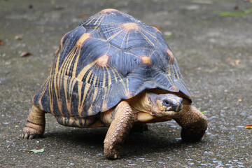 Portrait of radiated tortoise,The radiated tortoise eating flower ,Tortoise sunbathe on ground with his protective shell ,cute animal ,Astrochelys radiata ,The radiatedtortoise from Madagascar
