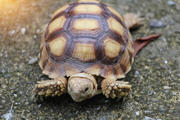 African Sulcata Tortoise Natural Habitat,Close up African spurred tortoise resting in the garden, Slow life ,Africa spurred tortoise sunbathe on ground with his protective shell ,Beautiful Tortoise
