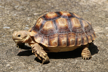 African Sulcata Tortoise Natural Habitat,Close up African spurred tortoise resting in the garden, Slow life ,Africa spurred tortoise sunbathe on ground with his protective shell ,Beautiful Tortoise
