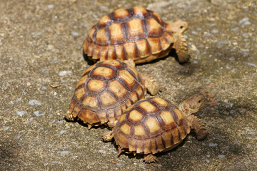 African Sulcata Tortoise Natural Habitat,Close up African spurred tortoise resting in the garden, Slow life ,Africa spurred tortoise sunbathe on ground with his protective shell ,Beautiful Tortoise

