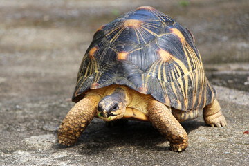 Portrait of radiated tortoise,The radiated tortoise eating flower ,Tortoise sunbathe on ground with...