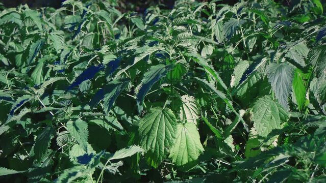 A video unfolds with wind-kissed nettles, their delicate leaves swaying in a mesmerizing dance. The gentle rustle captures nature's poetry, revealing the beauty of resilient weeds in the breeze.