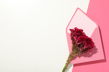 Beautiful, fresh flowers on a pink background.