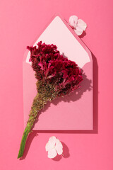 Beautiful, fresh flowers on a pink background.