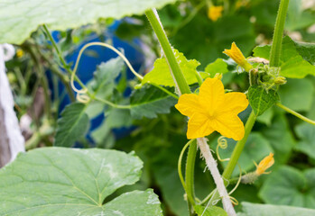Yellow flower of cucumber blooming on a garden with green foliage in summer