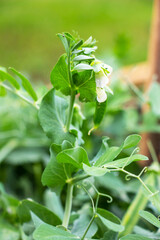 The white flower of peas blooming in a garden against a background of green foliage