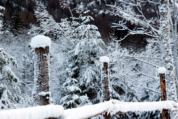 Wild nature in the winter time, with little light and very cold weather.