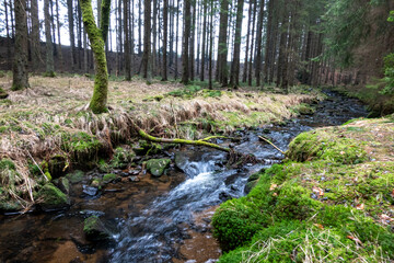 Fototapeta premium Novohradské hory, Czech Republic
