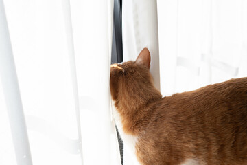 カーテンの隙間に入り込む猫　茶トラ白