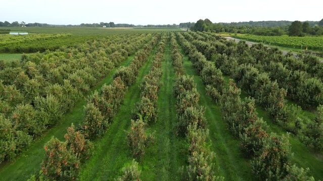 Apple Orchard farm field farming concept 