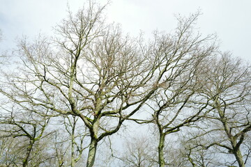 Chênes et branches hautes en fin d'hiver