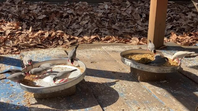餌を食べる文鳥の群れ