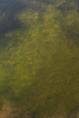 green moss under the water texture background