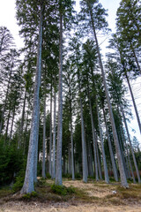 Obraz premium Novohradské hory, Czech Republic