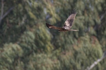hawk in flight with trees in background