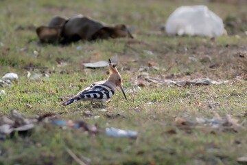 Cute hoopoe bird sitting