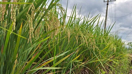 Ear of rice. Close-up to rice seeds in ear of paddy. Beautiful golden rice field and ear of rice. Cloudy sky in background.