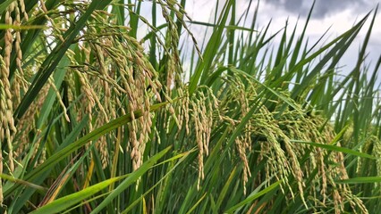 Ear of rice. Close-up to rice seeds in ear of paddy. Beautiful golden rice field and ear of rice. Cloudy sky in background.