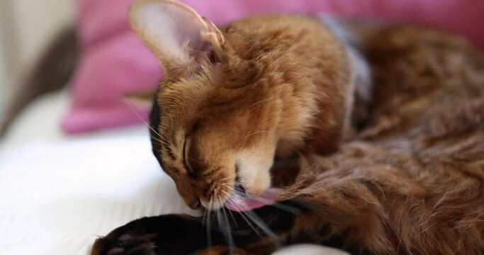 Closeup orange cat licks its hands with feline tongue. Red cats and breed