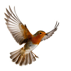 Fototapeta premium Erithacus rubecula flying isolated on white background, cutout