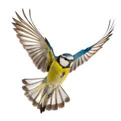 Cyanistes caeruleus flying isolated on white background, cutout