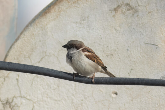 Sparrow sitting and eating seeds