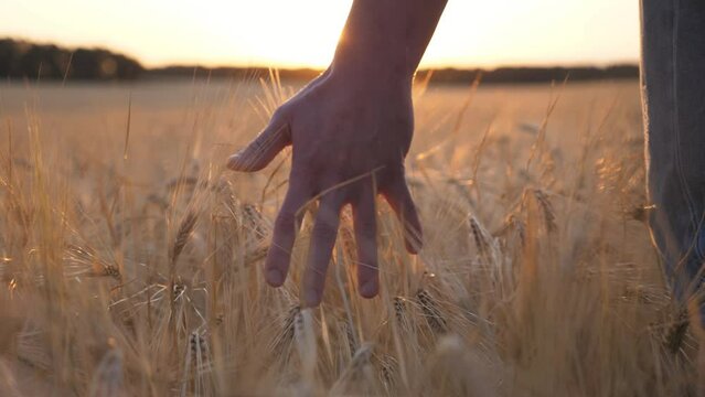 Close up male arm of agronomist walks through the cereal field and touches with hand golden ears of crop. Young farmer moves over ripe wheat growing on the meadow. Agriculture concept. Low view