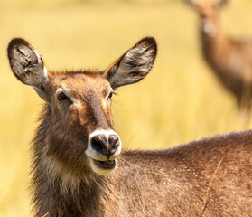 Masia Mara : Waterbuck in the savannah