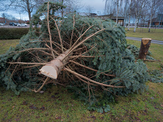 A big felled Christmas tree laying outdoors