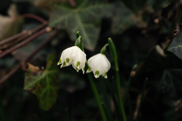 leucojum vernum snowflake flower on green overgrown background. showing forst signs of spring.