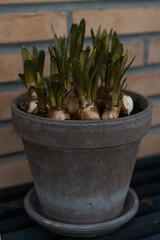 hyacinth bulb sprouts in flower pot standing on black wooden bench, stand againg a yellow brick wall.