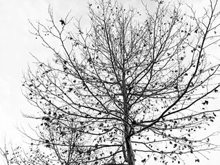 live leaf model, veined leaf, close-up leaf-veined structure on the branch