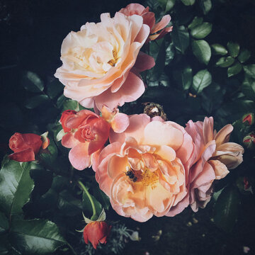 Close up bumblebee pollinating beautiful pink roses on rose bush

