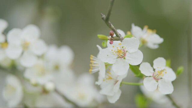 Beautiful Nature Scenic Wallpaper. Cherry Plum Tree Bloom. Blooming Red Leaves.