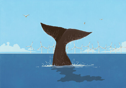Whale fluke splashing above ocean surface with wind turbines in background
