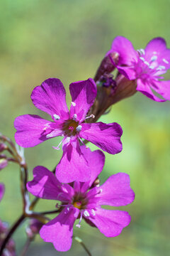 Viscaria vulgaris, the sticky catchfly, clammy campion. Close-up. Place for text.