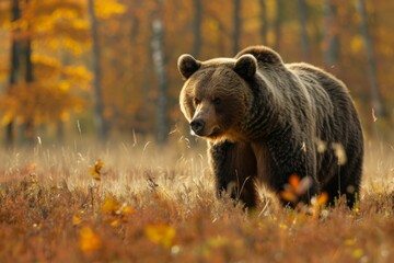 A Serene Moment with a Brown Bear in an Autumn Forest.